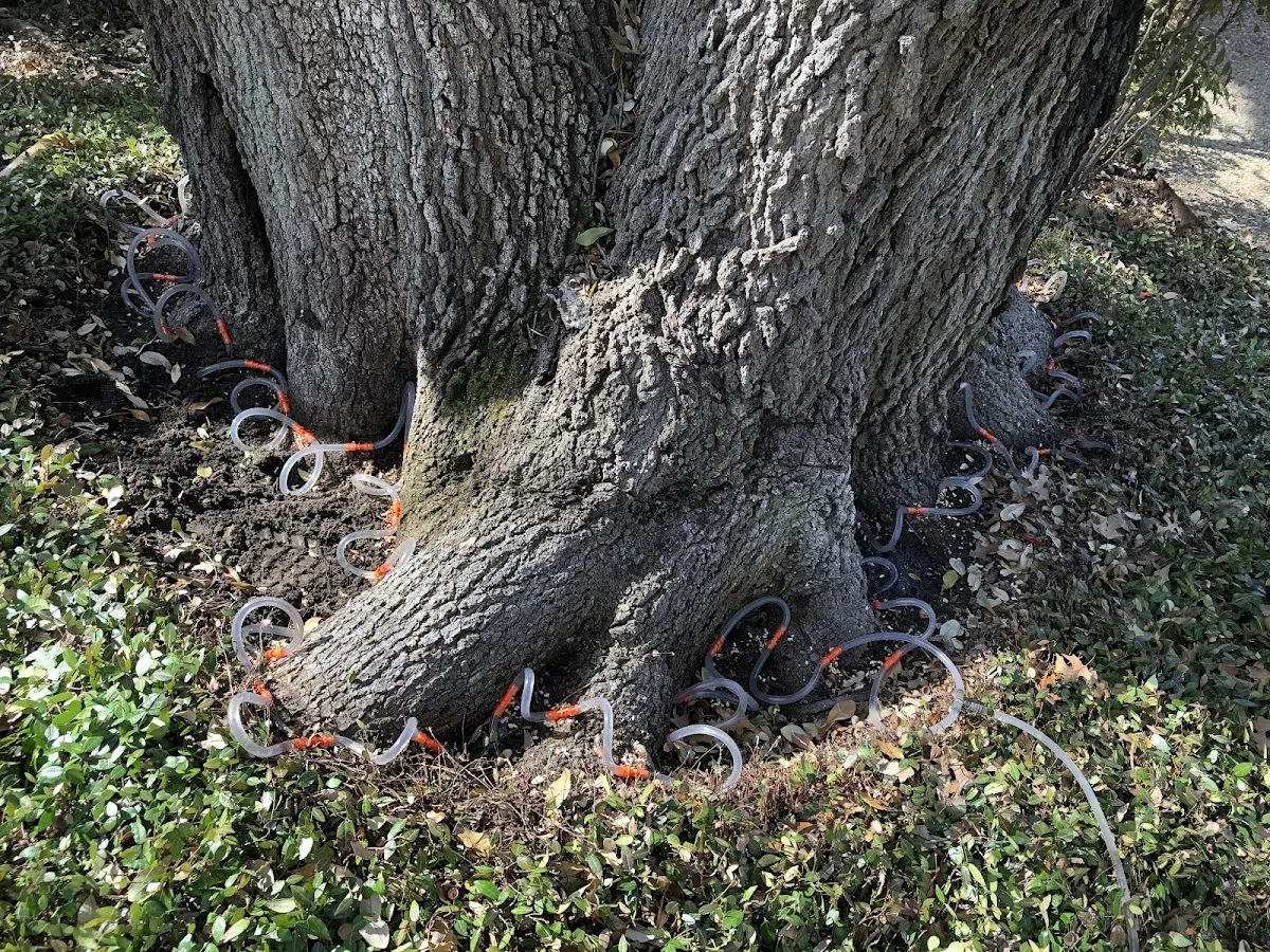 Detailed Tree Cabling and Bracing job site in Davenport Center