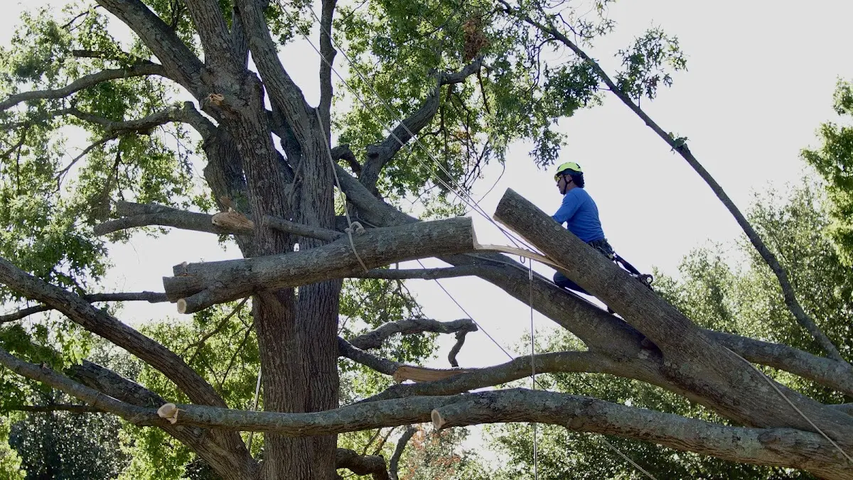 Professional Crown Thinning performed by certified arborists in Davenport Center