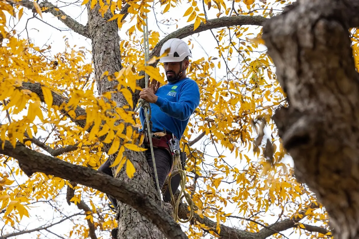 Skilled Tree Trimming crew working in Davenport Center