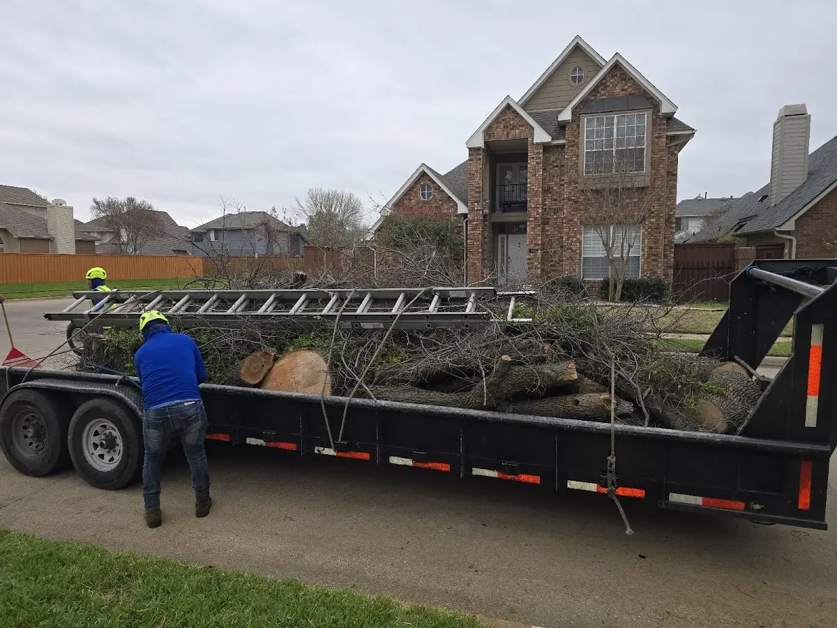 Expert Deadwooding with proper safety equipment in Davenport Center